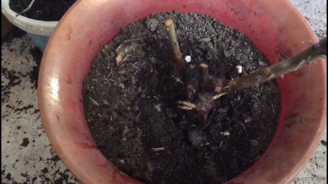 На Даче ?пересаживаю Розы!!!??? смотреть онлайн