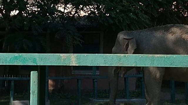 Зоопарк в Одессе. Огромный слон смотреть онлайн