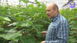 Гибрид огурца КРИСТИНА F1 -  самый живучий огурец