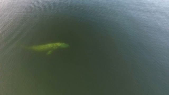 Серый кит около мыса Чаплина смотреть онлайн