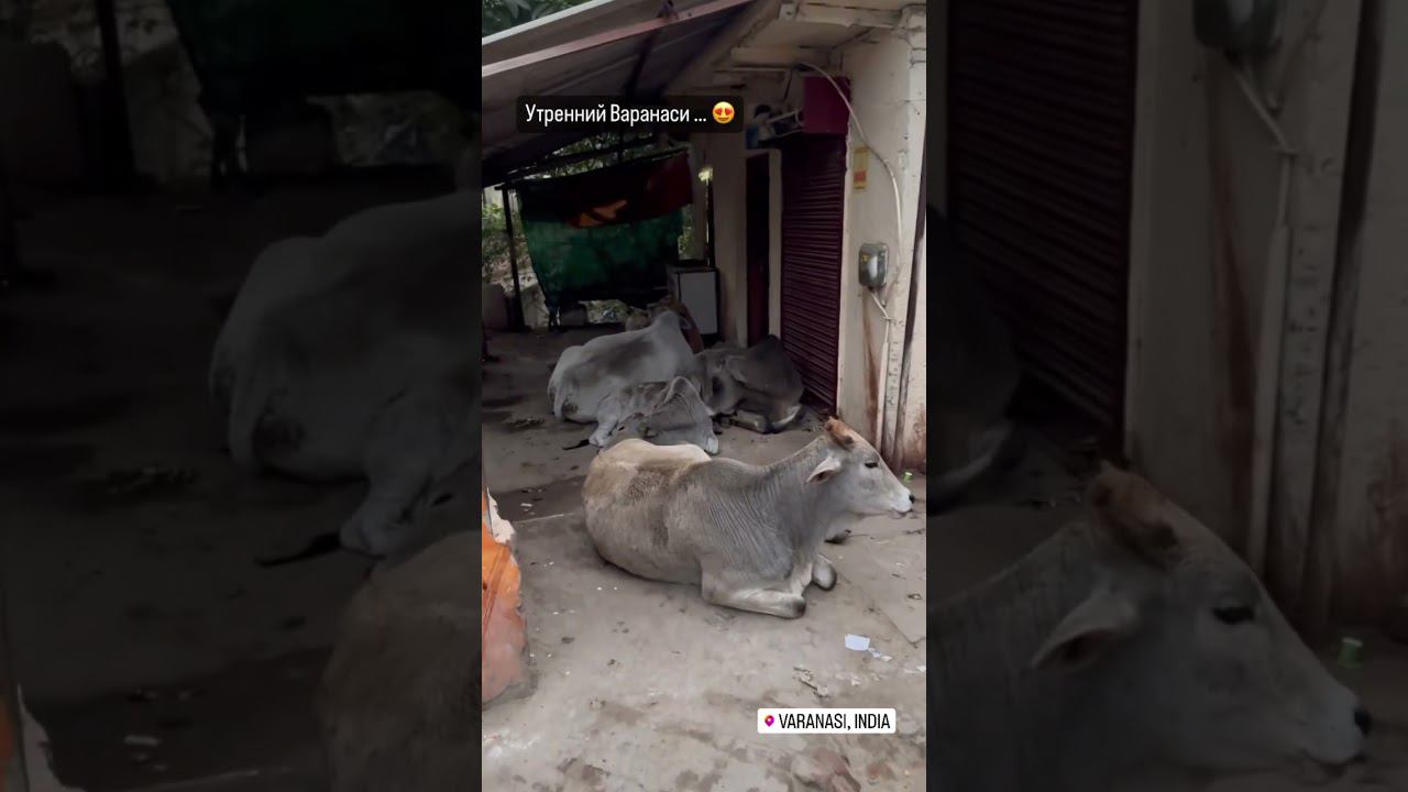 #india #travel #varanasi #варанаси #индия смотреть онлайн