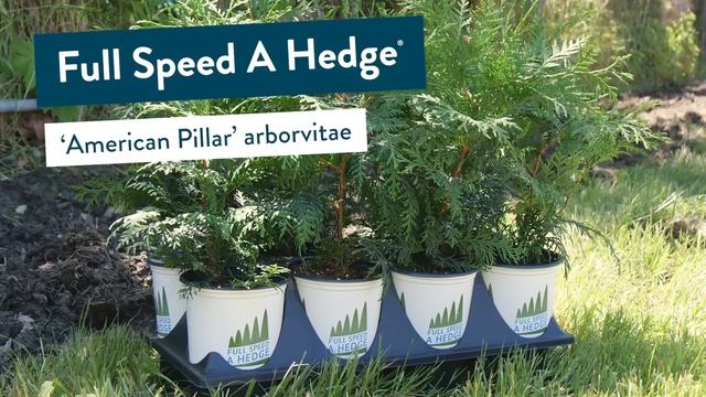 Full Speed A Hedge - Fast-Growing, Space-Saving Evergreens смотреть онлайн