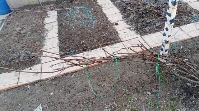 Виноградная погода в московской области середина апреля 2019 года смотреть онлайн