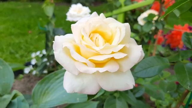 Розы: Глория Дей (Пис), Лас Вегас, Софи Лорен. 2022. Чайно-гибридные, двухлетки. смотреть онлайн