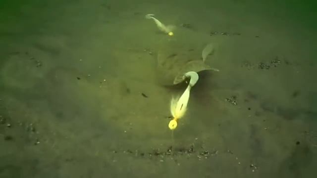 Underwater Flounder/Fluke Fishing Behavior!