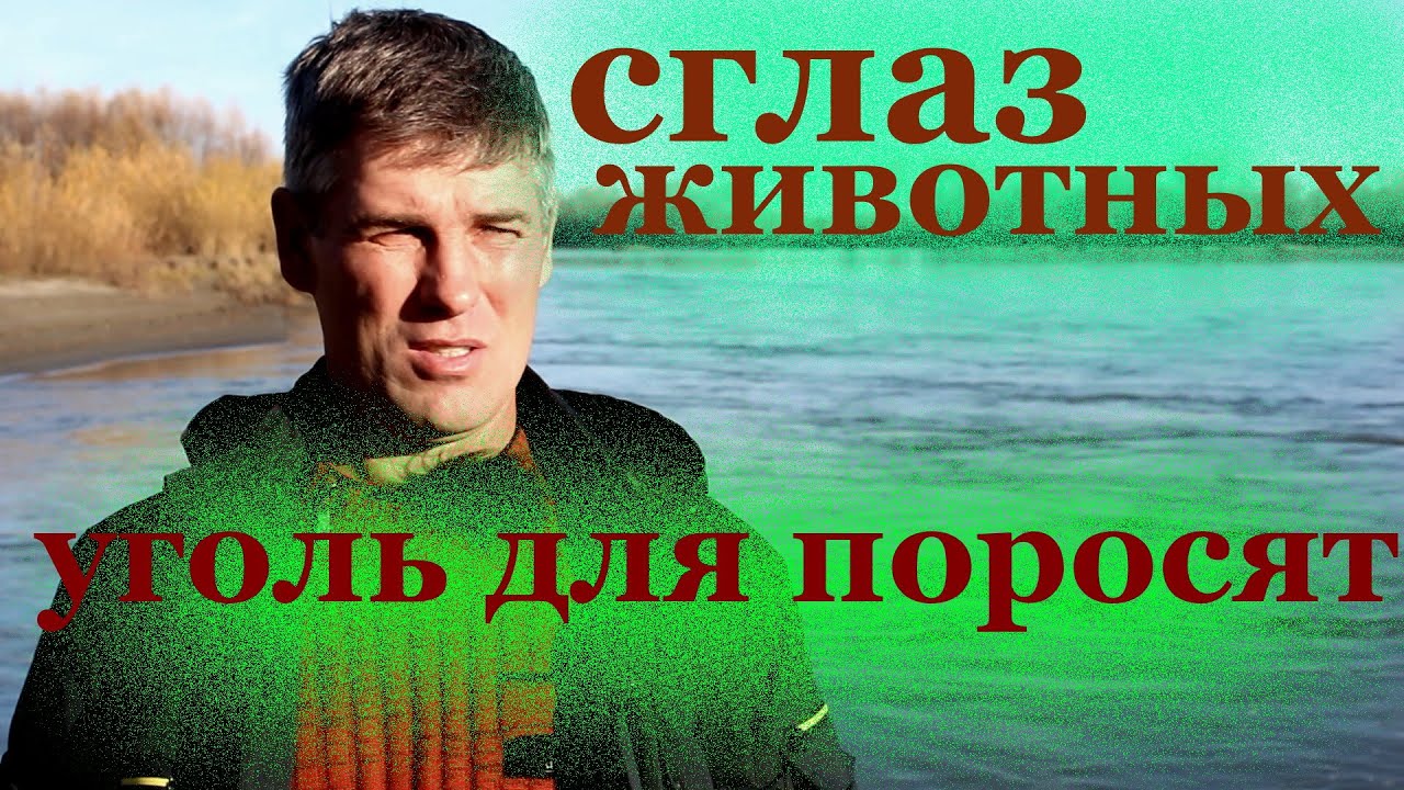 уголь для свиней__сглаз животных.mp4 смотреть онлайн