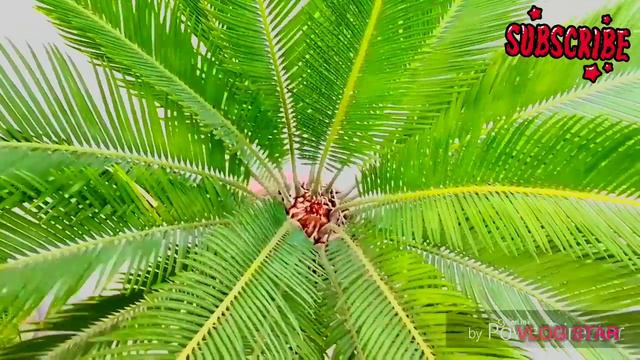 How to grow Sago Palm🌴care of Sago Palm🌴 100% result смотреть онлайн