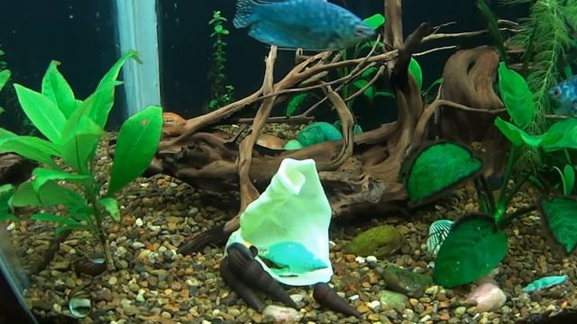 Улитки тиломелании (желтый кролик) поедают капустный лист смотреть онлайн