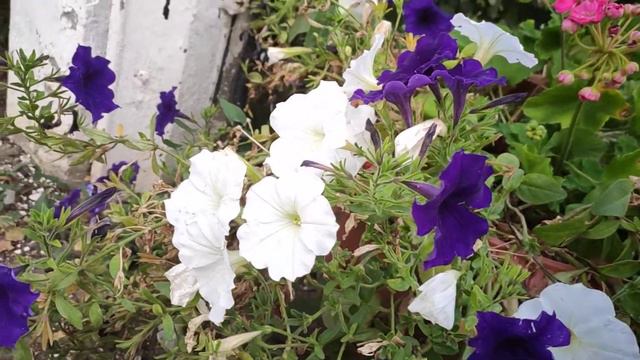 Purple and White Petunia Flowers ~ Garden ASMR #flowers #notalkingasmr смотреть онлайн