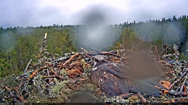 (27.05.2022) Скопа Марко и Миина. (Эстония) - Osprey Marko and Miina. (Estonia) смотреть онлайн