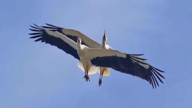 Аисты смотреть онлайн