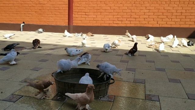 Роль крови и генетики в наследственности голубей. Важно ли паровать по этим параметрам? смотреть онлайн