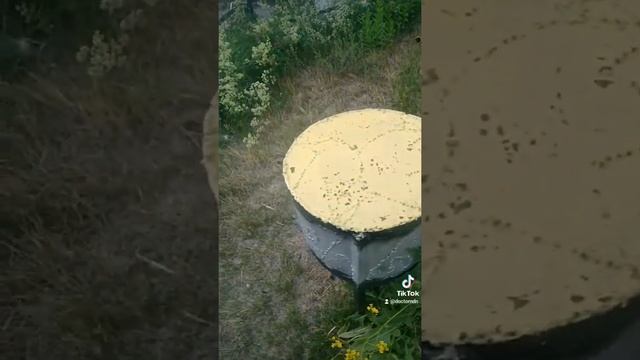 квартет железных зверей. старик Козлодоев - аквариум смотреть онлайн