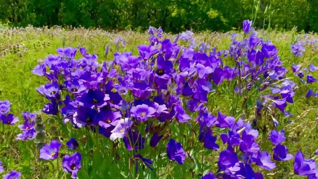 Eustoma russellianum, Texas bluebells ? смотреть онлайн