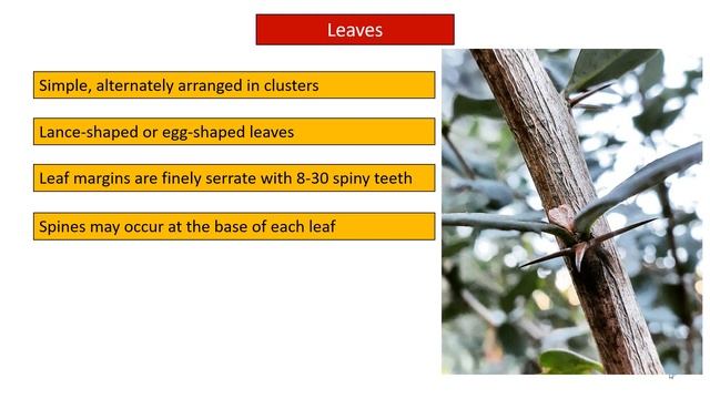 Berberis vulgaris/Common barberry/Identification of weed plants & seeds/Part II смотреть онлайн
