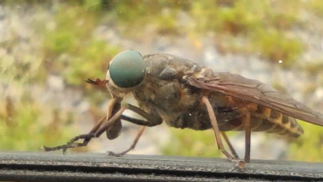 что делает этот овод? смотреть онлайн