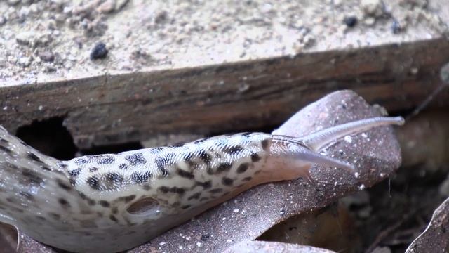 Canon XA55 Test Footage