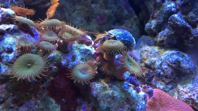 Морской аквариум рак отшельник смотреть онлайн