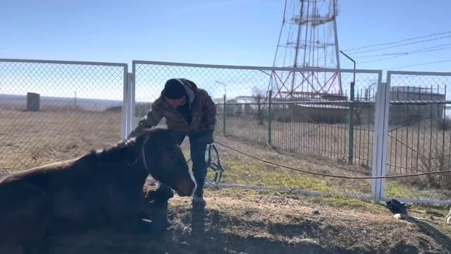 Как загипнотизировать лошадь.Обучение лошади. смотреть онлайн