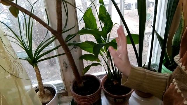 Спатифиллум расцвёл в апреле смотреть онлайн