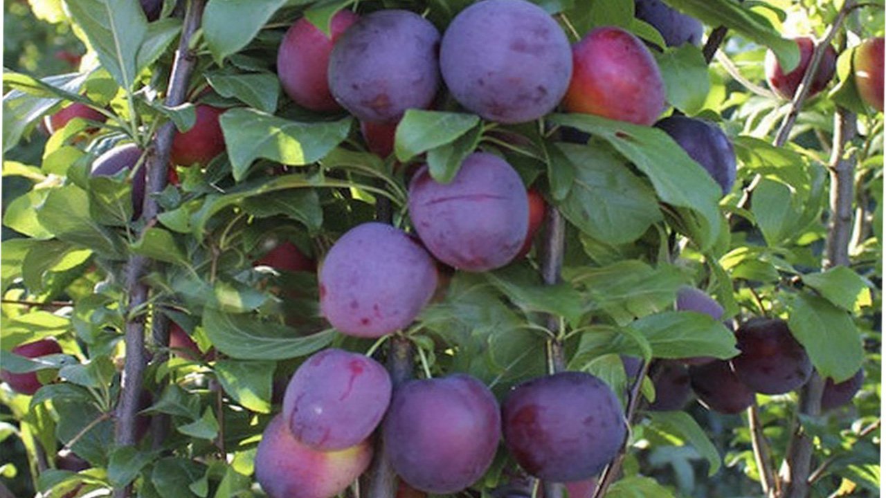 Колоновидная слива Блю Свит. Описание сорта. Правила посадки и уход за колоновидными сливами смотреть онлайн