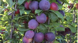 Колоновидная слива Блю Свит. Описание сорта. Правила посадки и уход за колоновидными сливами