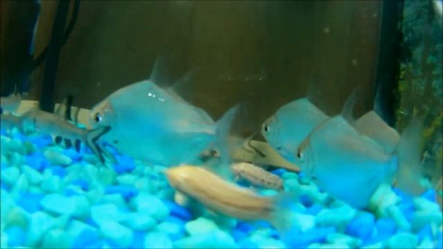 Пираньи в аквариуме | piranhas in the aquarium смотреть онлайн