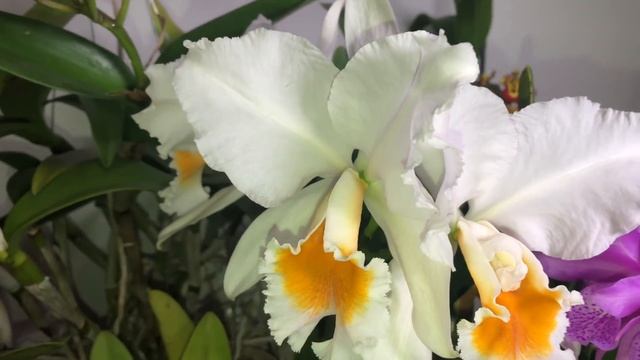 Короли и королевы декабрь2020. Цветение орхидей. Рождественские каттлеи и ангрекум. С Наступающим!