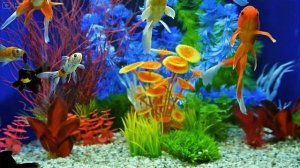Aquarium 4K VIDEO (ULTRA HD) - Beautiful Coral Reef Fish - Sleep Relaxing Meditation Music