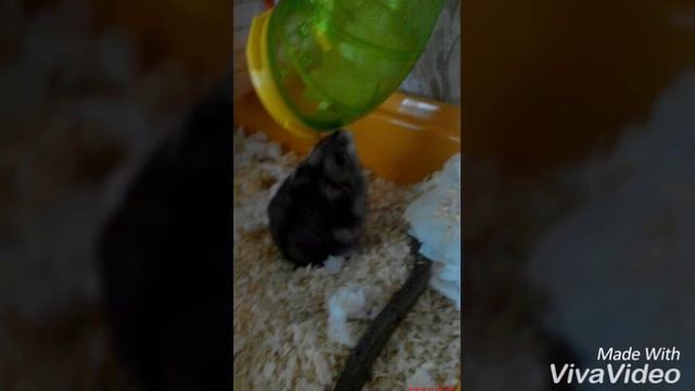 Слайд-Шоу 2017-2018 фото хомяка♡ смотреть онлайн