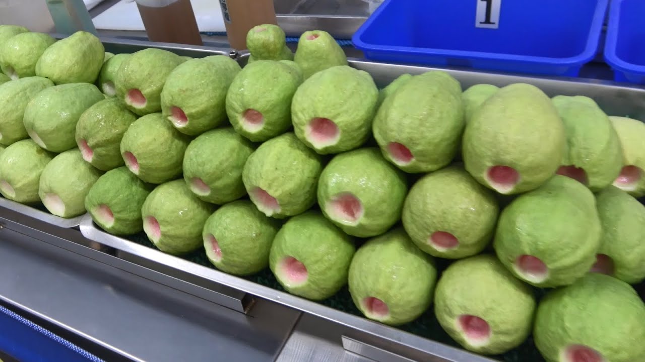 Арбузный сок - Навыки резки арбуза и гуавы смотреть онлайн