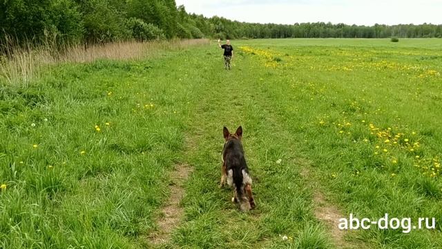Немецкая овчарка. ОКД. Комплекс. смотреть онлайн