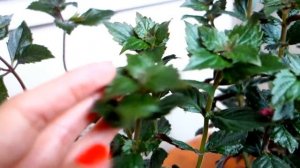 Ахименес не цветет! Что делать?!