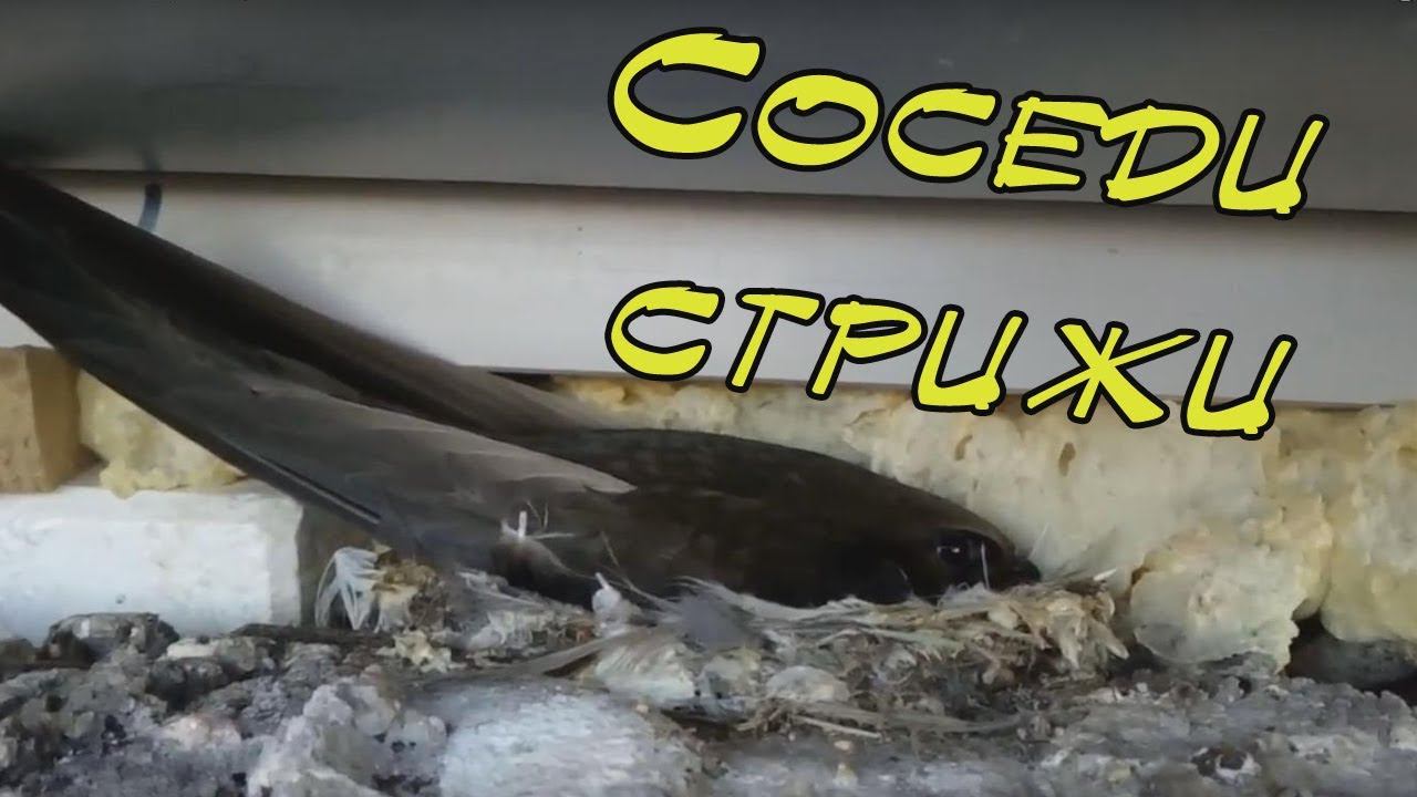 Новые соседи. Стрижи. смотреть онлайн