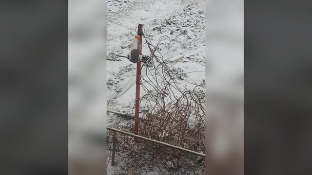 Кормушка для птиц, синиц. Кормление птиц. Быстрая кормушка для птиц. Птицы зимой. ? смотреть онлайн