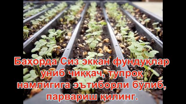 Уй шароитида Фундук - урмон ёнгоги кучатини етиштириш.Кушимча даромад. смотреть онлайн