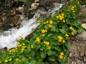 «Калужница болотная» РЕЛАКС ТЕРАПИЯ ИМПРОВИЗАЦИЯ композитор Виктор Анохин #instrumentalmusic #цветы