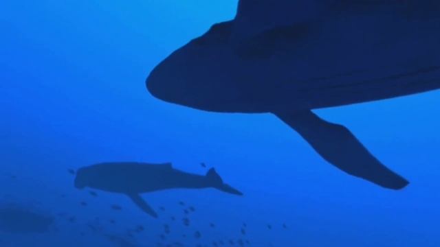 Virtual Reality - 360° 4K Swimming With Whales | Oculus Quest 2 смотреть онлайн