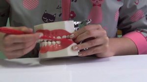 Правильная чистка зубов детей с 7 лет