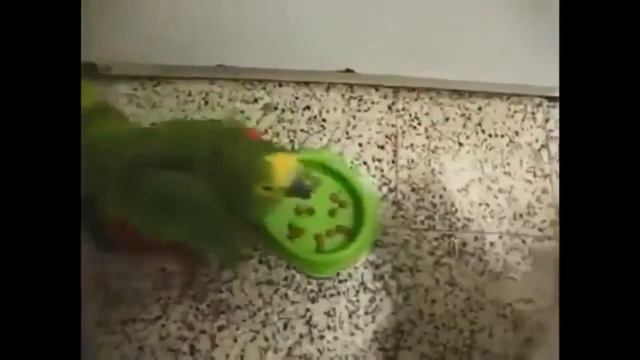 Попугай дерзит коту. смотреть онлайн