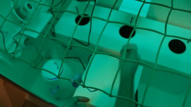 #1 Лучший гроубокс, гроубокс под ключ, grow-base.com | Мусье карбон смотреть онлайн