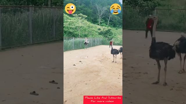 Funny Ostrich ride 😂😀।Viral shorts।Trendingshorts।#yt shorts смотреть онлайн