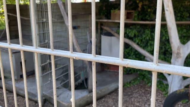 Вязальный влог, вяжу салфетки #вязание #салфеткакрючком #вязаниесалфеток смотреть онлайн