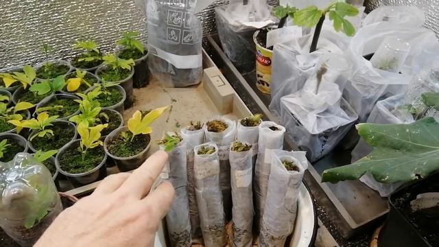 Выбираем инжир. Устройство гроубокса. смотреть онлайн