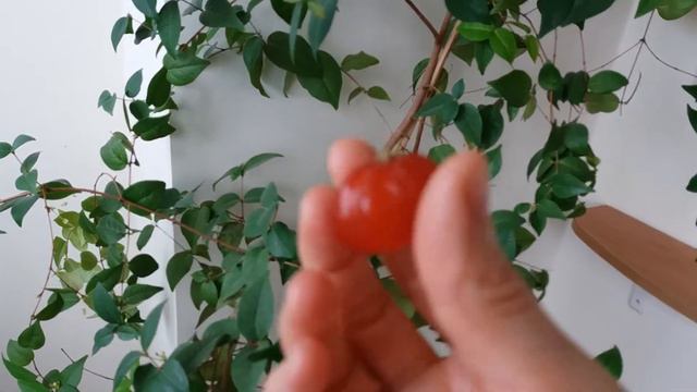 Питанга дома Первая ягодка в этом году смотреть онлайн
