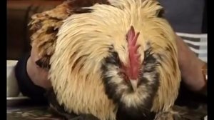 Куры породы ФАВЕРОЛЬ. Все о породе для начинающих