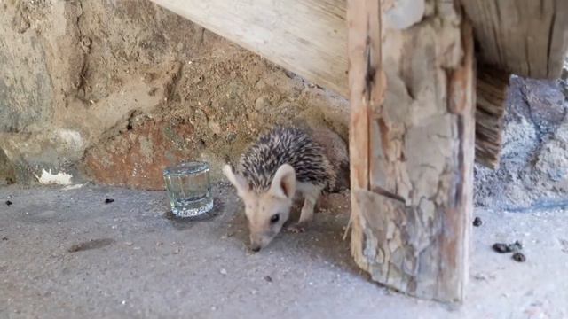 Отбившийся молодой ёжик пьет воду смотреть онлайн