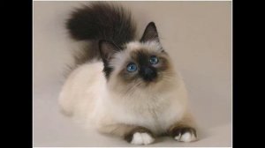 Песня про кошку.