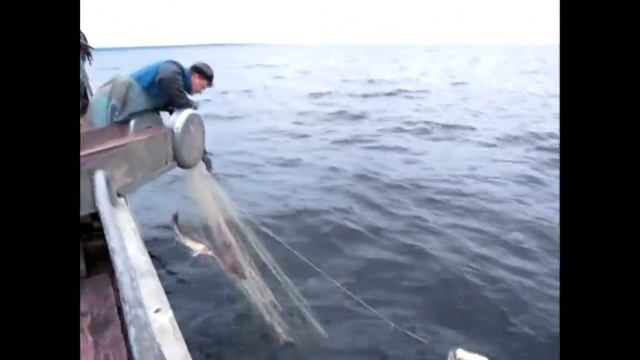 Промысловый лов судака на Ладоге рыболовными сетями Хамелеон от японской компании Momoi Fishing смотреть онлайн