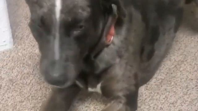 Приметы о зевании, что значит зевнуть в церкви? смотреть онлайн